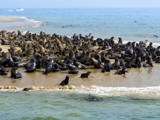 Fototapeta premium Brown fur seals (Arctocephalus pusillus), colony on sandbank, Walvis Bay City, Erongo Region, Namibia, Africa