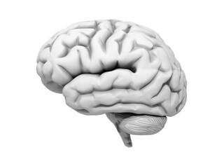 Human brain, 3D Illustration