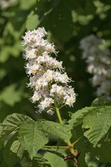Chestnut blossom, blooming Horse chestnut (Aesculus) Arnis, Schleswig-Holstein, Germany, Europe