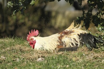 Domestic Chicken (Gallus gallus domesticus), free running cock near Sandbaden, Lower Austria, Austria, Europe