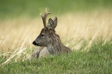 European roe deer (Capreolus capreolus), bock in grey winter fur lies in a meadow, Lower Austria, Austria, Europe