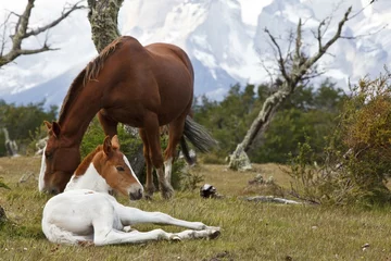A mare and a foal on a green meadow in front of the Cuernos del Paine granite mountains, Torres del Paine National Park, Thyndal, Magallanes and Antártica Chilena Region, Patagonia, Chile, South America, America, South America