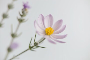 Fototapeta premium Pastel lavender-colored flower in fine detail on a white background, exuding sophistication and natural simplicity