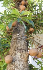 Cannonball Tree (Couroupita guianensis) with fruits, Mae Hong Son, Thailand, Asia