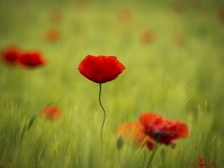 Corn poppy (Papaver rhoeas) in the barley field, Burgenland, Austria, Europe