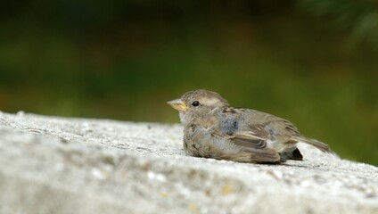 A young sparrow warms itself at a warm stone - Germany, Europe.