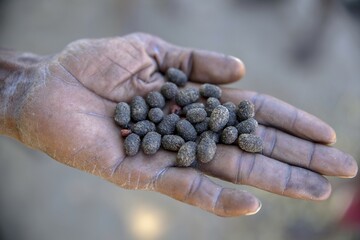Cocoons, Bushman arrow-poison beetle (Diamphidia nigroornata) in the hands of a Bushman, for the production of arrow poison, Tsumkwe, Otjozondjupa region, Namibia, Africa