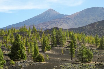 Canary Island pines (Pinus canariensis) off Volcano Teide, Teide National Park, Tenerife, Canary...