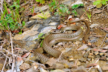 Gelbgrüne Zornnatter // Green (western ) whip snake (Hierophis viridiflavus) - Sardinien, Italien