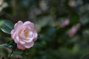 厳冬に凛と咲く