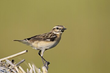Whinchat (Saxicola rubetra), female, Burgenland, Austria, Europe