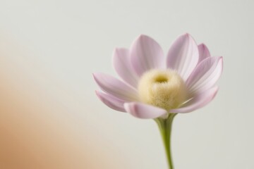 Close-up of a delicate light pink flower on a white background, showcasing soft petals and a serene, minimalist aesthetic