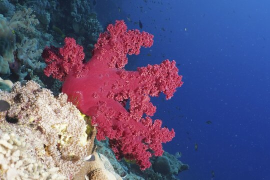 Klunzinger's tree coral (Dendronephthya klunzingeri), St. Johns Reef dive site, Red Sea, Egypt, Africa