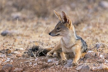 Black-backed jackal (Canis mesomelas) sitting attentively, Samburu National Reserve, Kenya, Africa