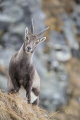 Alpine Ibex (Capra Ibex), female, Stubai Valley, Tyrol, Austria, Europe