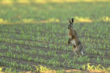 European hare (Lepus europaeus) standing on hind legs, between young plants in a maize field, North Rhine-Westphalia, Germany, Europe © Richard Dorn/imageBROKER