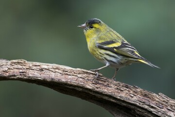 Eurasian siskin (Carduelis spinus), male sits on deadwood, Emsland, Lower Saxony, Germany, Europe