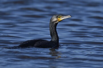 Great cormorant (Phalacrocorax carbo) in water, Lower Rhine, North Rhine-Westphalia, Germany, Europe