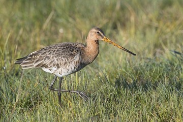 Black-tailed godwit (Limosa limosa) walking in meadow, Emsland, Lower Saxony, Germany, Europe