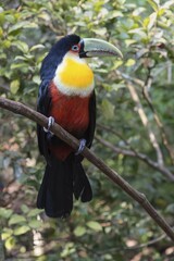 Red-breasted Toucan (Ramphastos dicolorus), Pantanal, Mato grosso, Brazil, South America