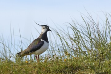 Northern lapwing (Vanellus vanellus), standing in the grass on a dune, Texel, North Holland, Netherlands