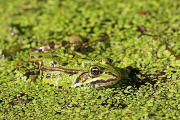 Green frog (Pelophylax esculentus) lurks camouflaged between duckweeds (Lemna minor),...