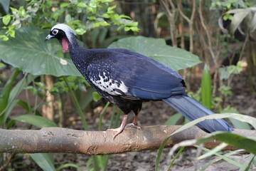 Black-Fronted Piping-Guan (Pipile jacutinga) standing on a branch, Iguazu National Park, Parana State, Brazil, South America