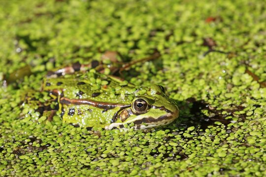 Green frog (Pelophylax esculentus) lurks camouflaged between duckweeds (Lemna minor), Schleswig-Holstein, Germany, Europe