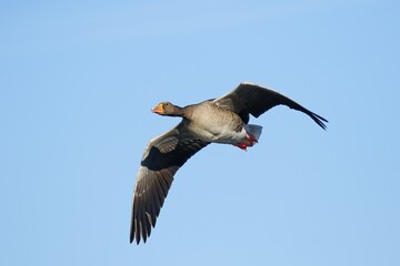 Greylag Goose (Anser anser), in flight, Schleswig-Holstein, Germany, Europe