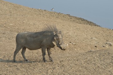 Warthog (Phacochoerus africanus), with mane sticking up, Okapuka Ranch, Windhoek district, Namibia, Africa