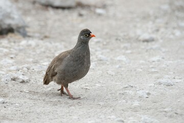 Red-billed spurfowl (Francolinus adspersus), Etosha National Park, Namibia, Africa