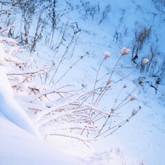 Plants in snow