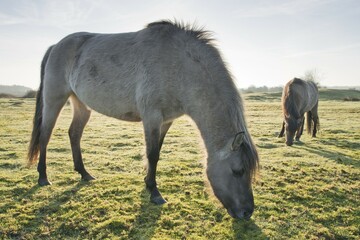 Tarpan (Equus ferus ferus), backcrossing, Wacholderhain Haselünne, Emsland, Lower Saxony, Germany,...