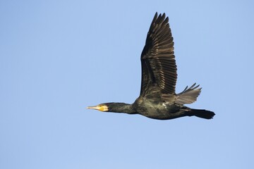 Cormorant (Phalacrocorax carbo), Hesse, Germany, Europe