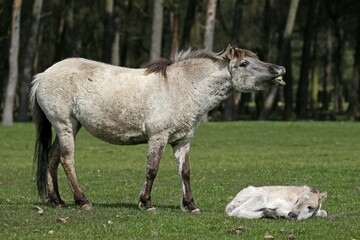 Dülmen pony, foals and adult, neighs, Dulmen, North Rhine-Westphalia, Germany, Europe