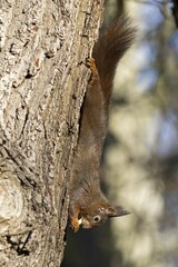 Eurasian red squirrel (Sciurus vulgaris) eating upside down on tree trunk, Germany, Europe
