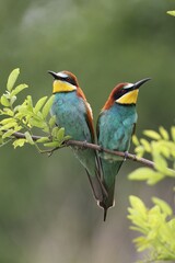 Two bee-eaters (Merops apiaster), Hungary, Europe