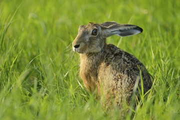 Fototapeta premium European Hare (Lepus europaeus) sitting in the grass, North Rhine-Westphalia, Germany, Europe
