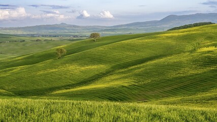 Hilly landscape with fields and trees, Tuscany, Province of Siena, Tuscany, Italy, Europe