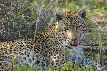 Leopard (Panthera pardus), female, portrait, lying in grass, Sabi Sands Game Reserve, Mpumalanga,...