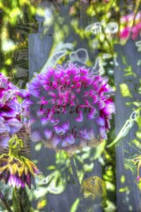 Flowers creative, artistic shot, dahlias (Dahlia), georgines, pink flowers alienated, plants, writing In meinem Garten wächst das Glück, letters, Germany, Europe