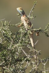 Ground Agama (Agama aculeata), male, climbing on low shrub, Kalahari Desert, Kgalagadi Transfrontier Park, South Africa, Africa