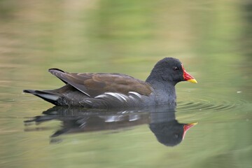 Common moorhen or swamp chicken (Gallinula chloropus) in water, North Rhine-Westphalia, Germany, Europe
