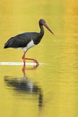 Black stork (Ciconia nigra), adult in the water at sunset, Middle Elbe Biosphere Reserve, Saxony-Anhalt, Germany, Europe