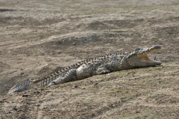 Nile crocodile (Crocodylus niloticus), Okapuka Ranch, District Windhoek, Namibia, Africa