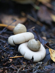 Geastrum fimbriatum, known as fringed earthstar or sessile earthstar, fungus from Finland