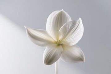 Fototapeta premium Close-up of a blooming flower in soft white tones on a light background, emphasizing nature's simplicity