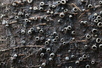 Encoelia pruinosa, also called Sclerencoelia pruinosa, commonly known as Sooty-bark canker, aggressive pathogen of aspen trees.