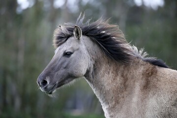 Dülmen pony, Dulmen, North Rhine-Westphalia, Germany, Europe