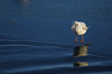 Black-headed Gull (Chroicocephalus ridibundus) on frozen surface at water, Kemnader See, North Rhine-Westphalia, Germany, Europe